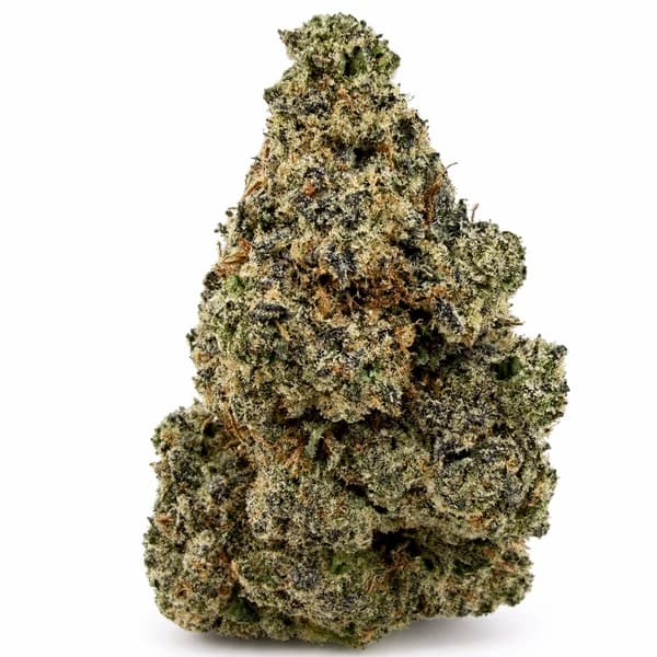 DONKEY BUTTER related flower listing