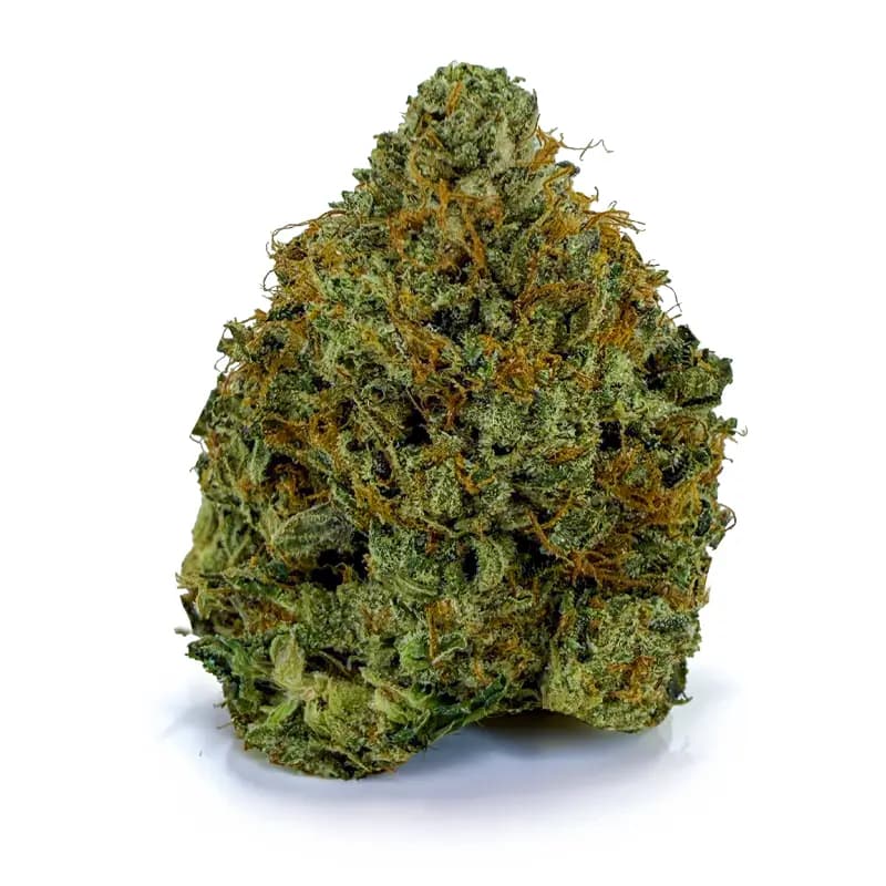 PINK ROCK STAR related flower listing