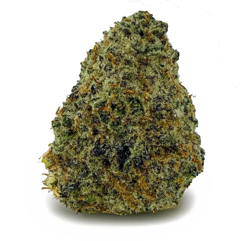 LEMON CHERRY GELATO related flower listing