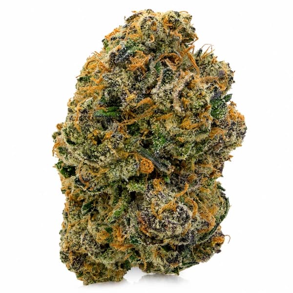 TEQUILA SUNRISE (S) related flower listing
