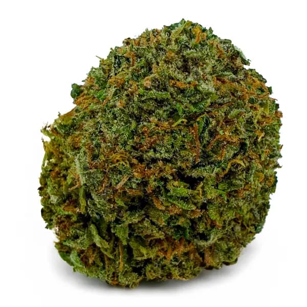 PINK BAZOOKA related flower listing