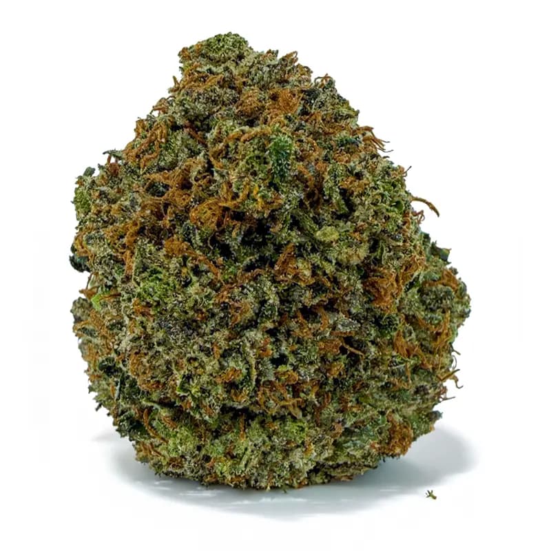 PINK CHAPO related flower listing