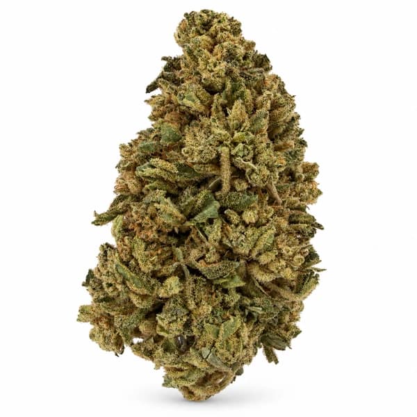 GORILLA BUTTER related flower listing