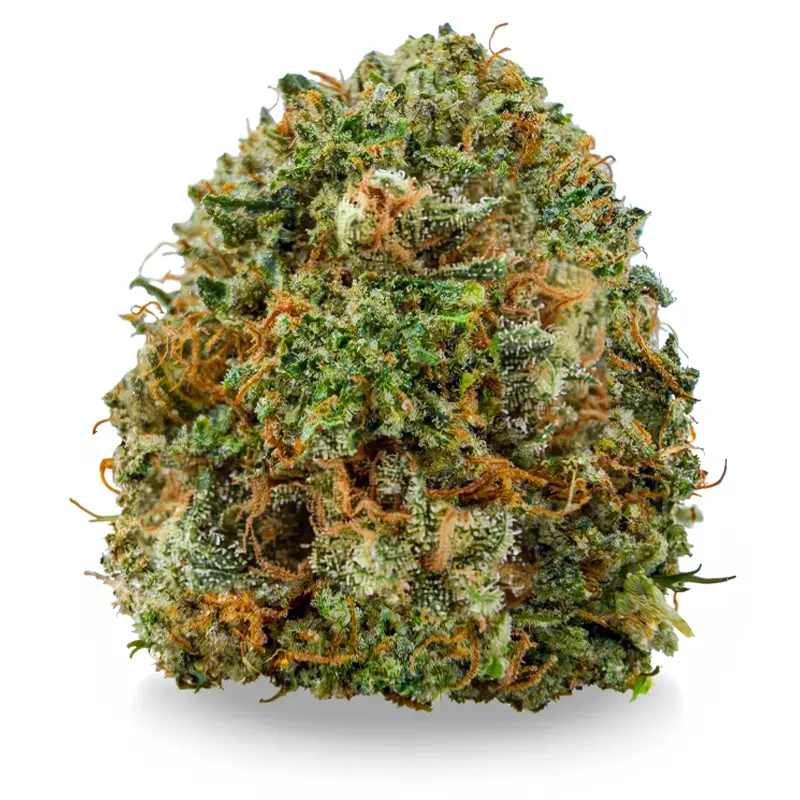 PINK GOO related flower listing