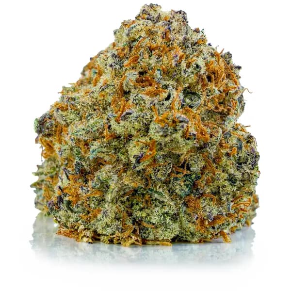 BLACK MAMBA related flower listing