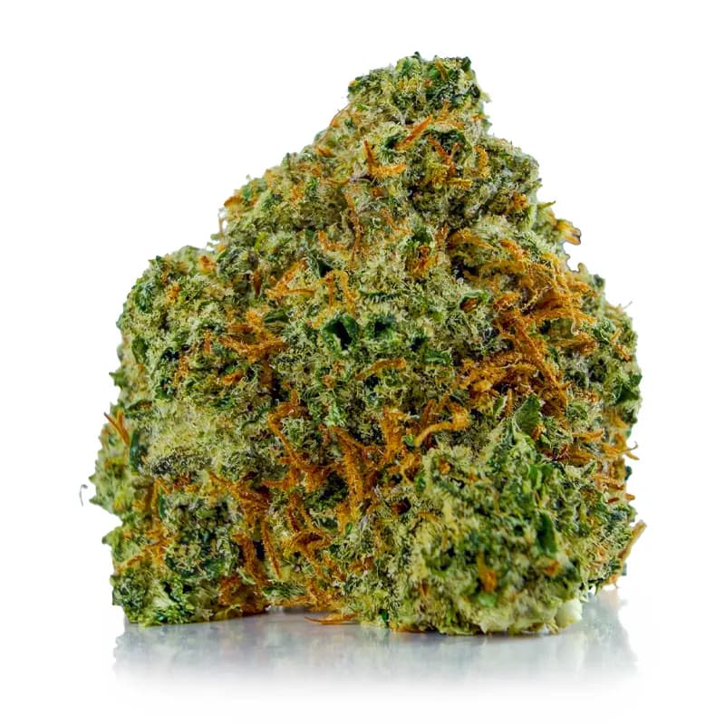 PINK JEFE related flower listing