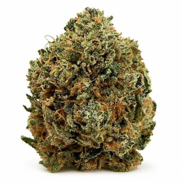 PINK PANTHER related flower listing