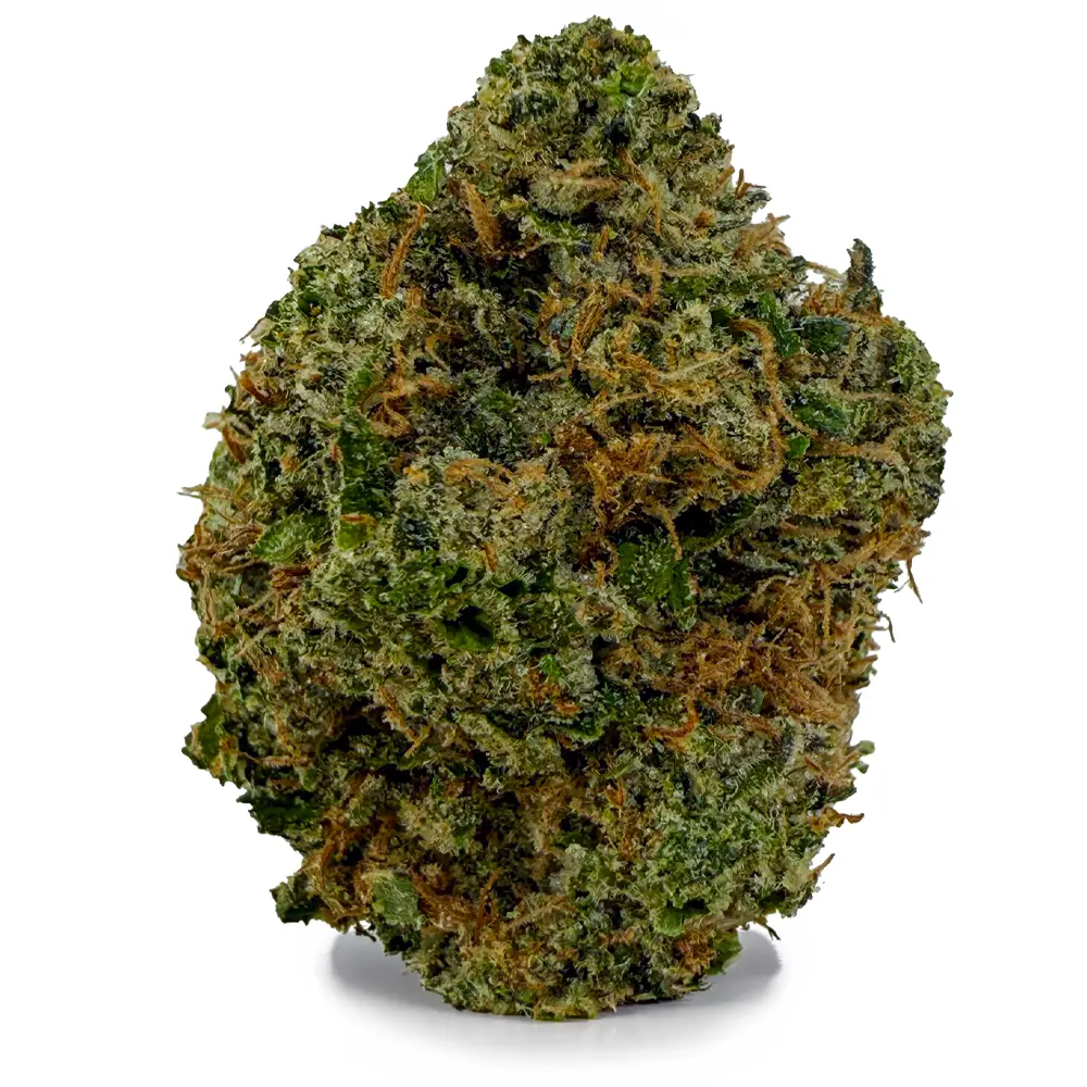 KING LOUIS XIII flower listing