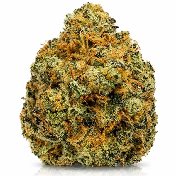 RED CONGOLESE flower listing