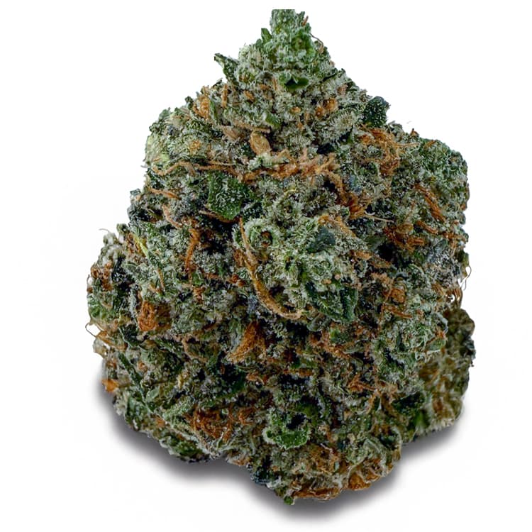 PINK TUNA related flower listing