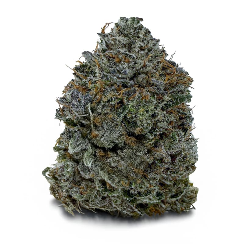MIKE TYSON KO SUPER EXOTICS related flower listing