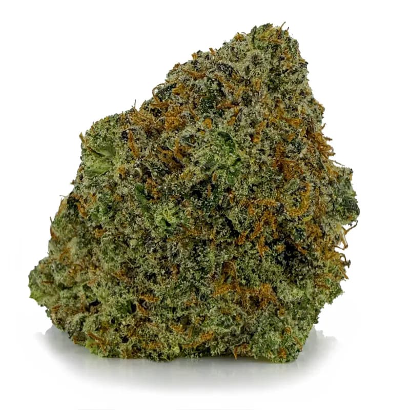 WHITE SHARK related flower listing